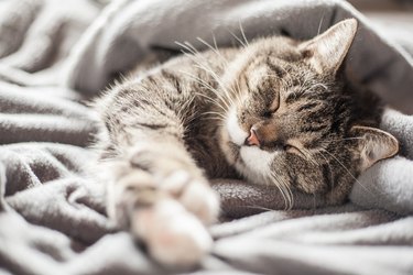 A cat sleeping in a blanket.