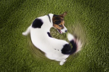 Jack Russell Terrier Chasing Own Tail