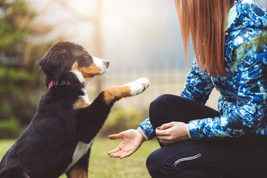 woman with hand extended to puppy who is offering their paw