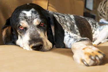 Best dog food for best sale bluetick coonhound