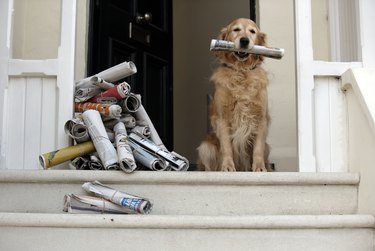 Golden retriever dog sitting at front door holding newspaper