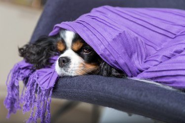 Dog under the blanket