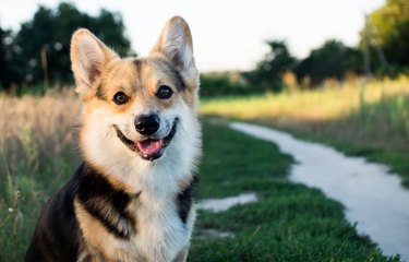 A happy and active thoroughbred Welsh Corgi dog outdoors by the road on a sunny day.