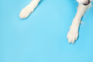 Funny puppy dog border collie paws close up isolated on blue background. Pet care and animals concept. Dog foot leg overhead top view. Flat lay copy space place for text