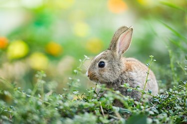 Cute rabbit sitting on green field spring meadow