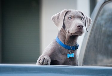 Silver Labrador Retriever puppy with one paw up looking at activity in the distance