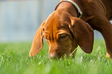 Vizsla Puppy Playtime - Sniffing grass