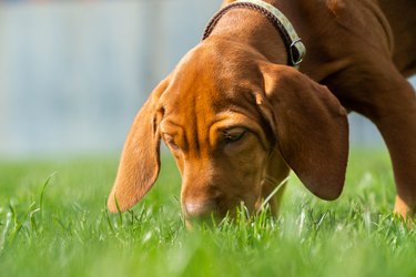 Vizsla Puppy Playtime - Sniffing