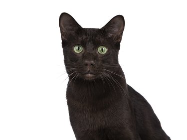 Headshot of young adult Havana Brown cat kitten, sitting and looking with green eyed sweet face to camera. Isolated on a white background.