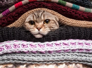 cat in pile of woolen clothes