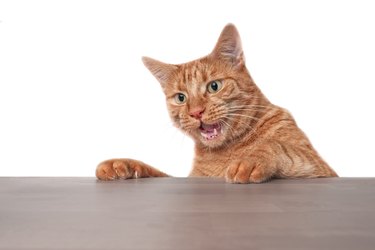 Funny ginger cat looking surprised at the table.