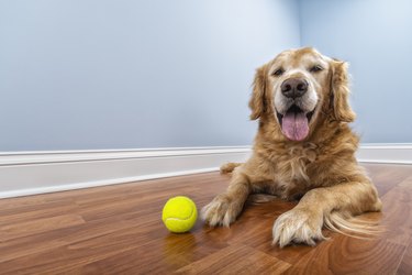 A senior dog lying down on the floor of his home with his ball