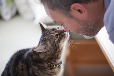 man and old cat: real Love