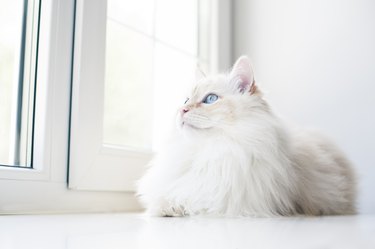 White cat lying down and looking through window