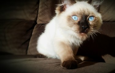 Curious blue eyes