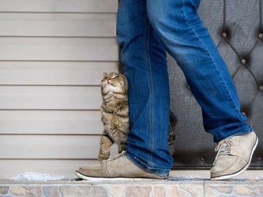 A cat rubbing against a human's legs wearing jeans