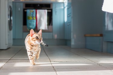 Cat Walking Indoors