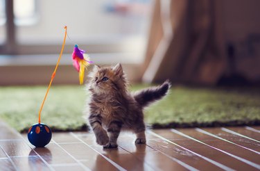 Kitten playing with feather toy
