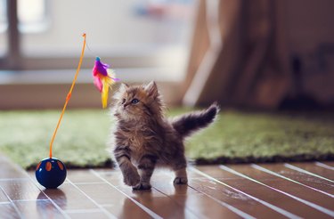 Cat walks around store with toy meowing