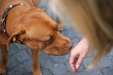 Dog sniffing a person's hand