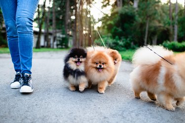Pomeranian dogs walked on a leas