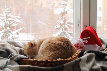 Red cat sleeping in a wicker basket.