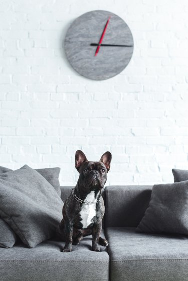 Cute french bulldog sitting on sofa under clock
