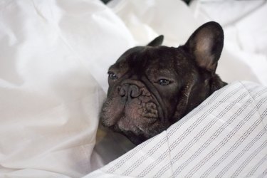 french bulldog in bed , resting or feeling ill and sick suffering with pain