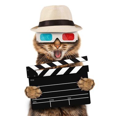 movie director cat with a clapperboard