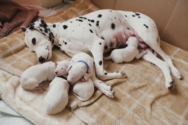 Mother Dalmatian With 6 Puppies