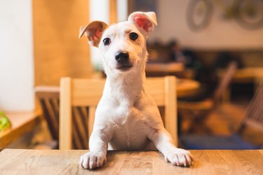 A jack Russell puppy sitting up at a table