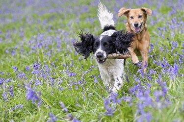 Two dogs frolicking, one with a stick in its mouth