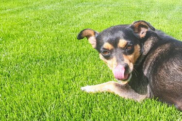 Dog shows his tongue. Funny dog on lawn.