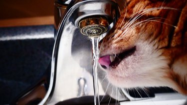 cat drinking water from a faucet