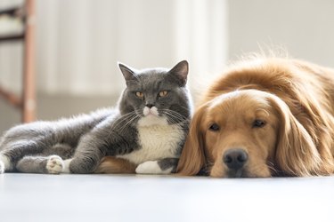 Dogs and cats snuggle together