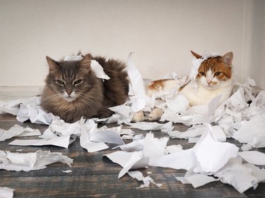 Cat and kitten played. Animals tore up important papers and made a mess on the floor