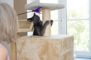 gray shorthair cat playful