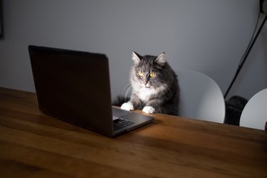 cat notebook computer
