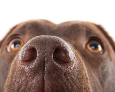 Brown labrador nose close-up