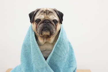 Dog with a bath towel