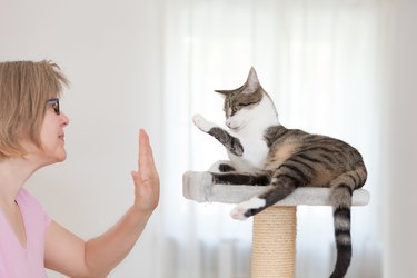 blonde woman and cat gives  high five