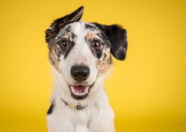 Happy Dog on Yellow Background