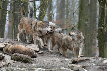 Wolfpack in a forest