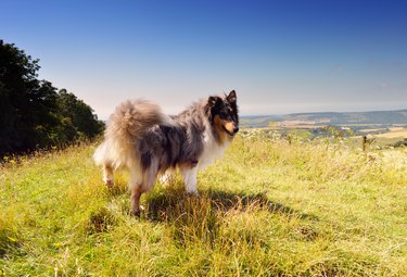 Dog lifting leg with a view