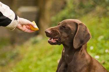 shorthair pointer eating lemon