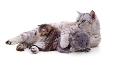 Mom cat with kittens.
