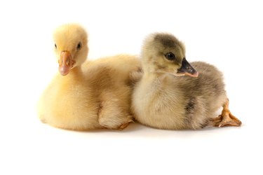 two little gosling isolated on white background