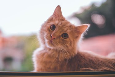 Little red cat sits out of window