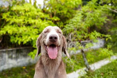 Close-up of dog outside