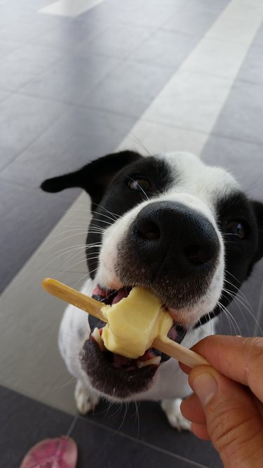 Cropped Hand Feeding Popsicle To Dog On Footpath
